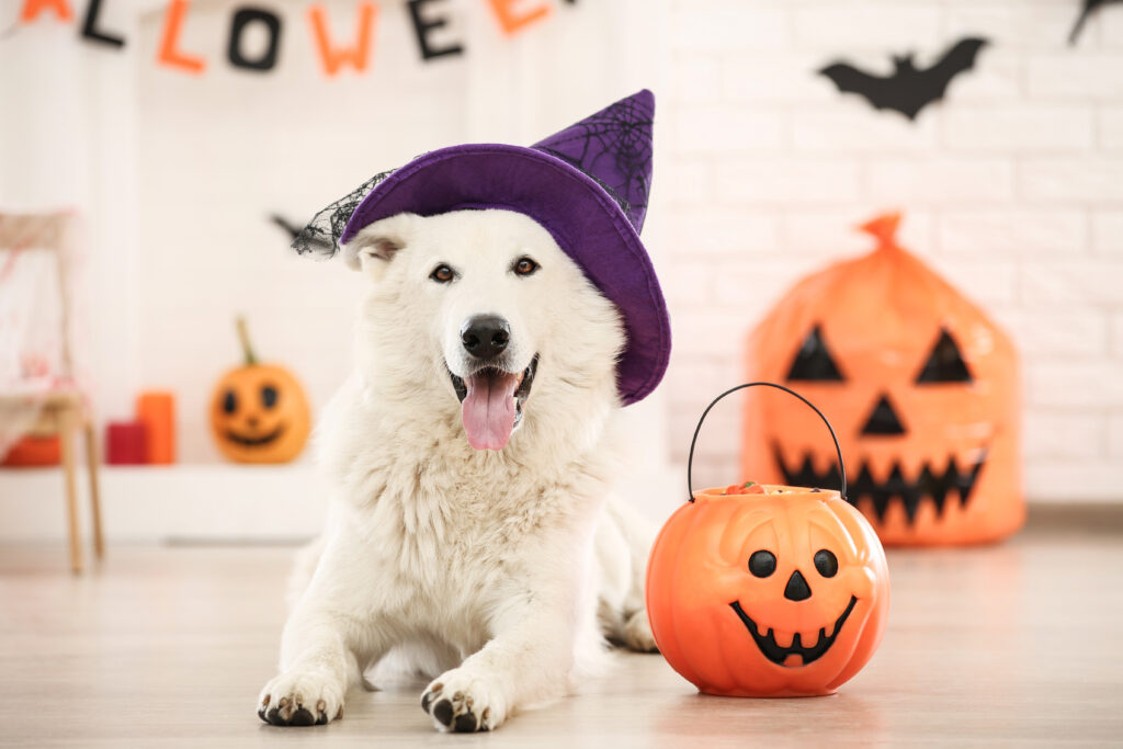 Celebrating Halloween with Your Pet