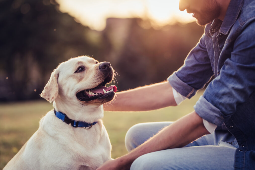 Updating your pet’s microchip