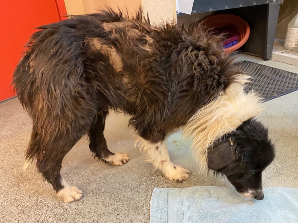 Local Animal Shelter Inundated with Neglected Dogs in Winter Storm