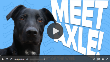 KING 5 Pet Rescue of the Week: Axle