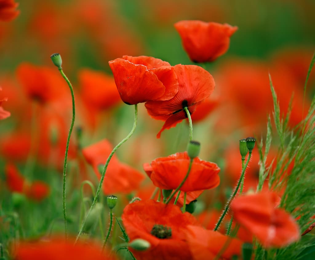 Friday May 27, 2022 is National Poppy Day