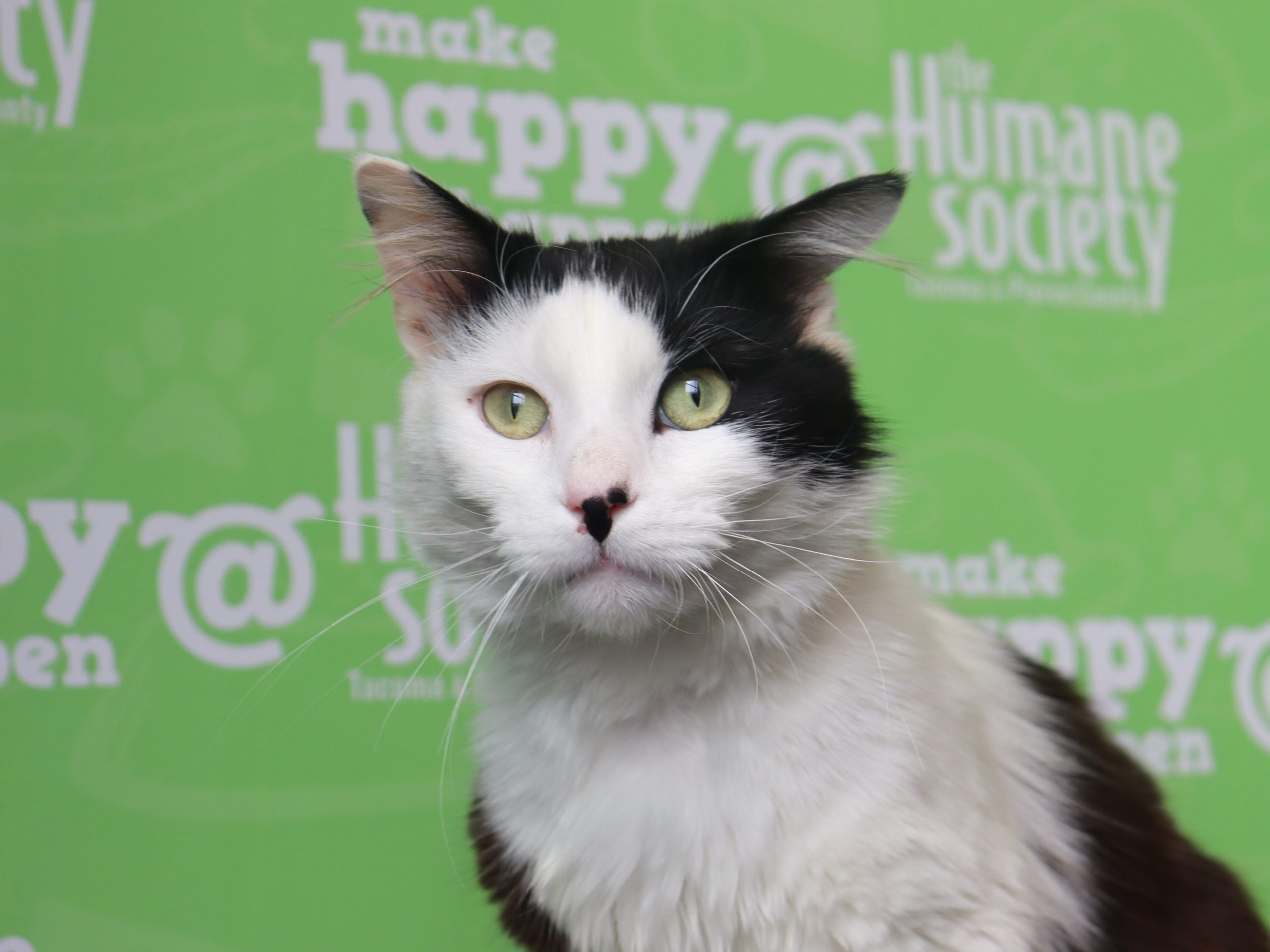 KING 5 Pet Rescue of the Week: Henry